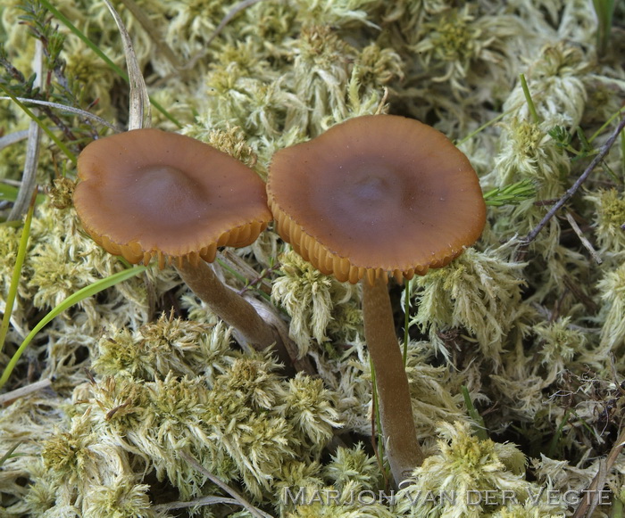 Laagveenmosklokje - Galerina hybrida